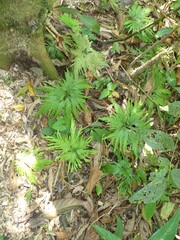 Selaginella delicatula