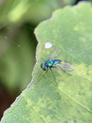 Condylostylus armipes