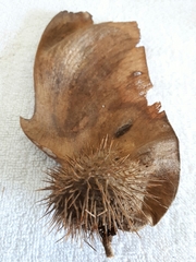 Centrolobium tomentosum