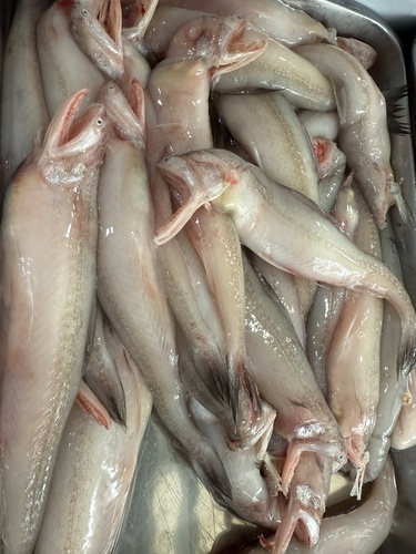 Bombay Duck