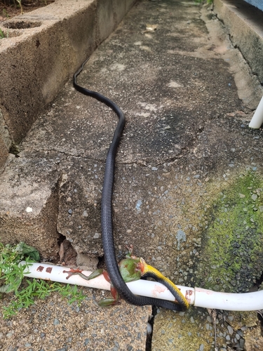 Common Tree Snake sighting