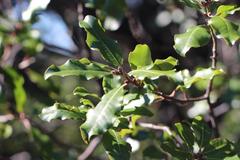Pittosporum huttonianum