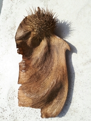 Centrolobium tomentosum