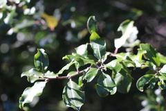 Pittosporum huttonianum