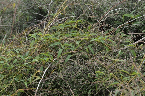 White-leaved Lawyer (Rubus schmidelioides)
