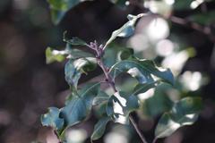 Pittosporum huttonianum
