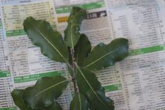 Pittosporum huttonianum