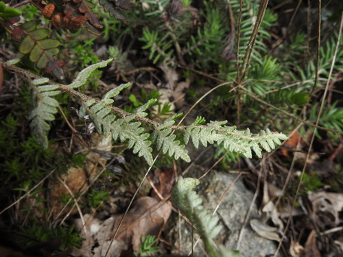 Image of Paragymnopteris marantae by (c) Yves Bas, some rights reserved (CC BY)