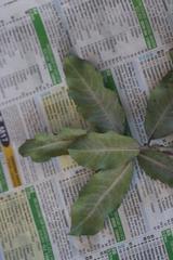 Pittosporum huttonianum