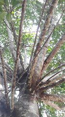 Ficus tsjakela