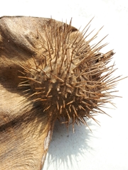 Centrolobium tomentosum