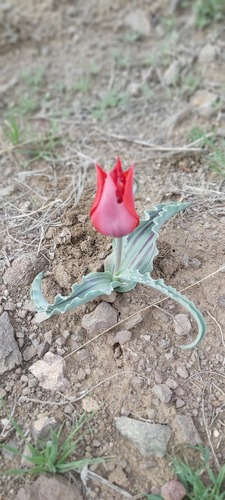 Tulipa undulatifolia micheliana