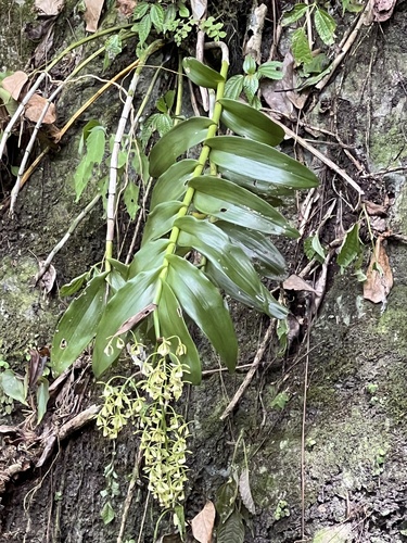 Epidendrum