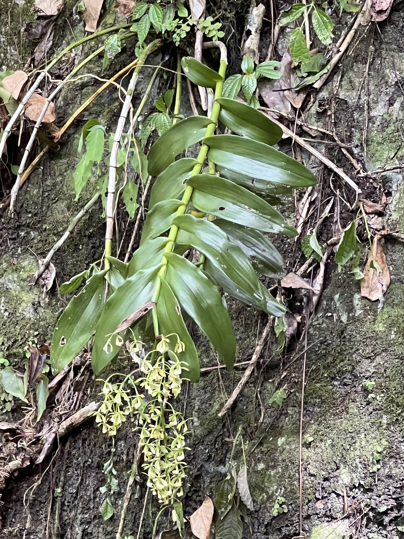 Epidendrum nutans