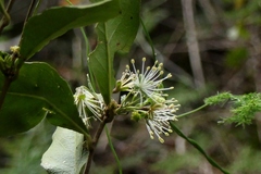 Maerua racemulosa