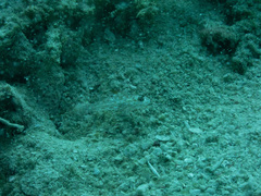 ツマグロサンカクハゼ