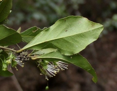 Maerua racemulosa