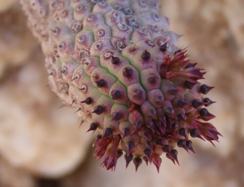 Ceropegia pedicellata