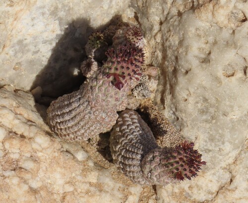 Ceropegia pedicellata