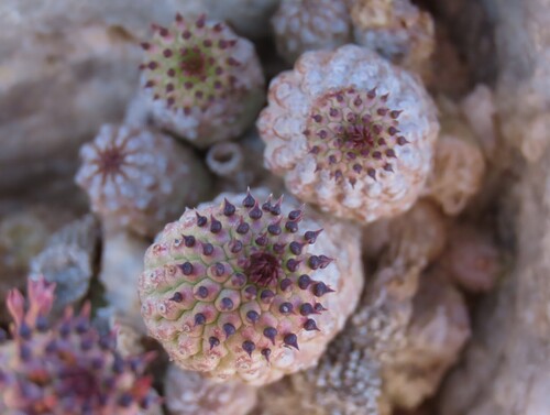 Ceropegia pedicellata