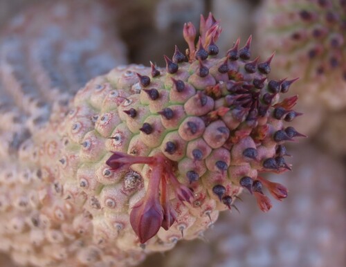 Ceropegia pedicellata