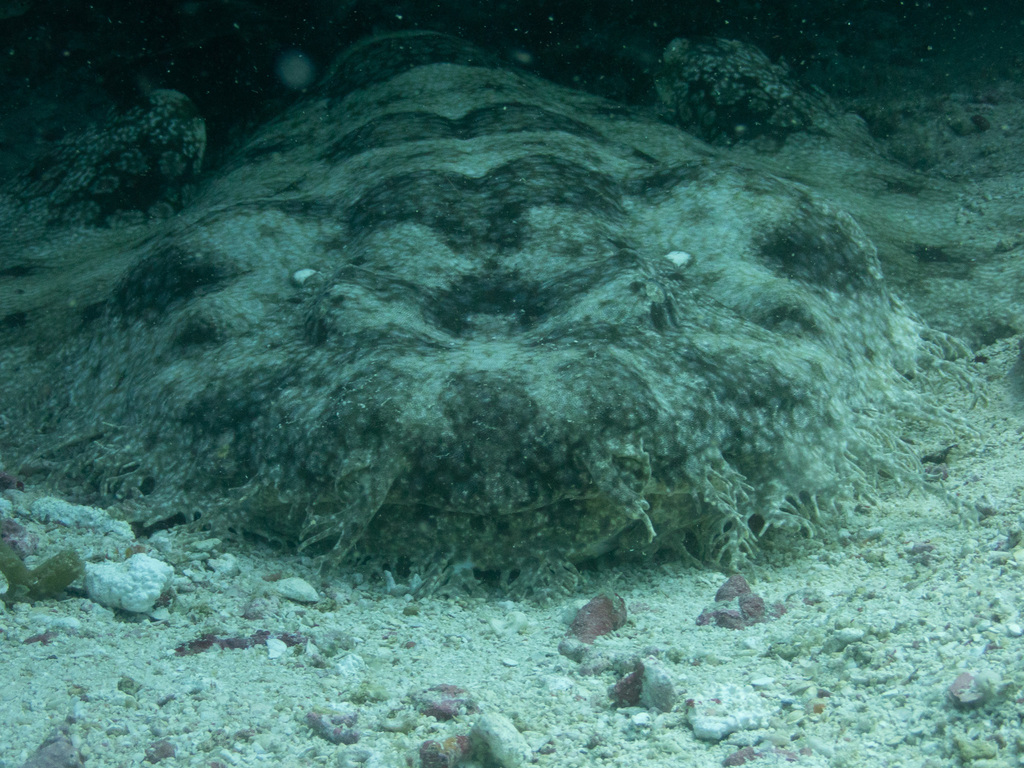 Tasselled wobbegong lying on the seabed, its mottled pattern blending with the surface