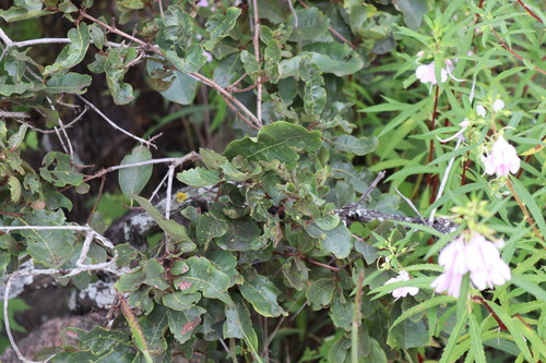 Image of Ichnocarpus frutescens by (c) Vikas D Prasad, some rights reserved (CC BY-SA)