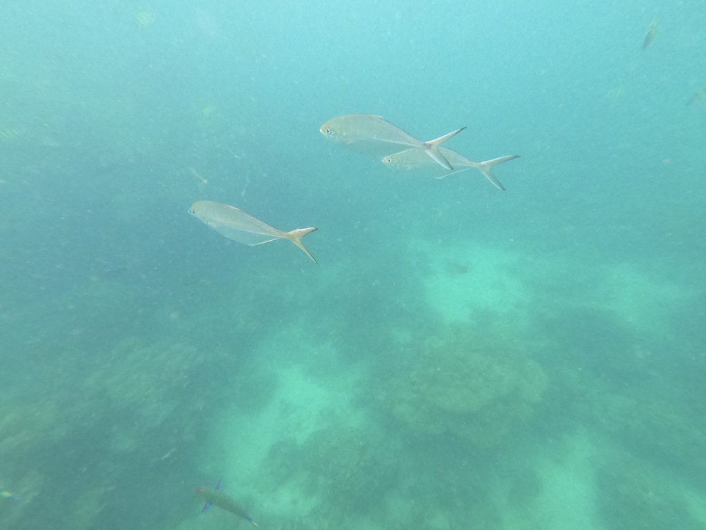 Herring scad