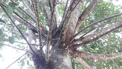 Ficus tsjakela