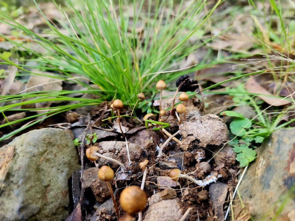 Psilocybe alutacea