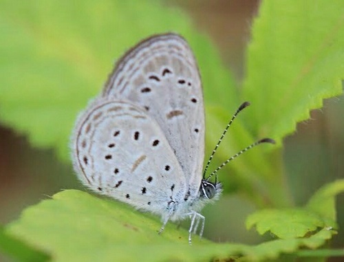 Tiny Grass Blue
