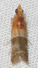 Moodna pallidostrinella