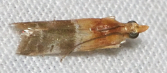 Moodna pallidostrinella