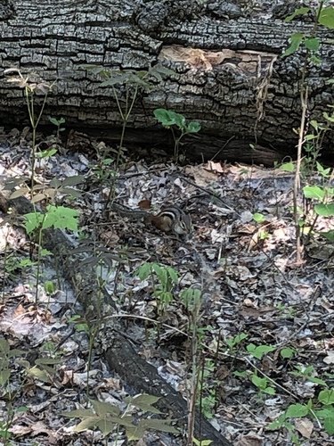 Eastern Chipmunk photographed in Minnesota