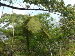 Cyathea delgadii