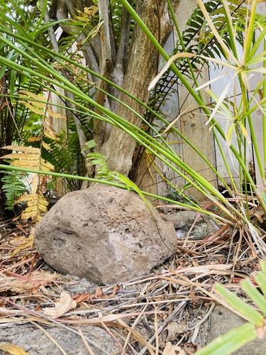 Anolis carolinensis observed 2025-04-12