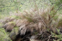 Platycaulos callistachyus