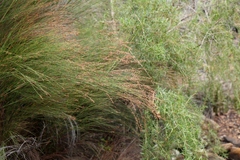 Platycaulos callistachyus