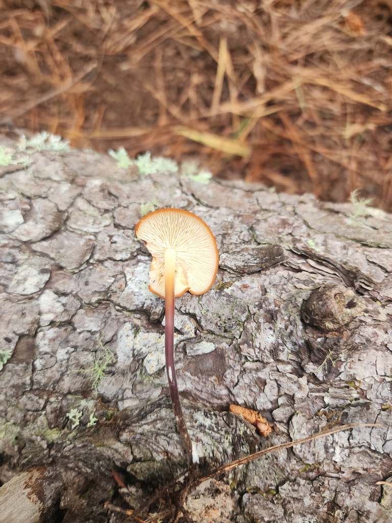 Marasmius elegans · April 2025 · photo: © rotceh_dnih (iNaturalist, cc-by)