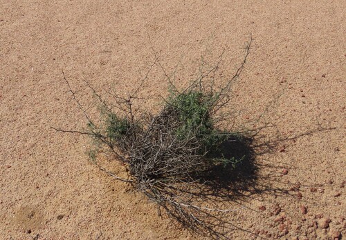 Image of Asparagus pearsonii by no rights reserved