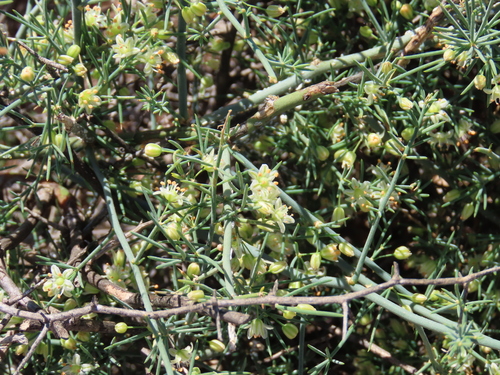 Image of Asparagus pearsonii by no rights reserved