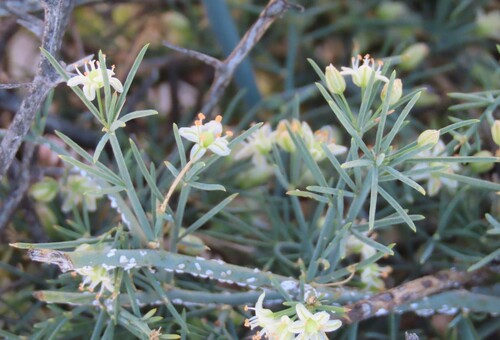 Image of Asparagus pearsonii by no rights reserved