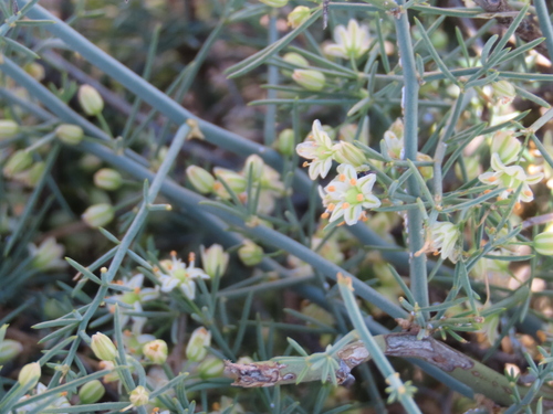 Image of Asparagus pearsonii by no rights reserved