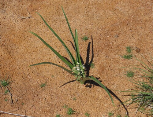 Image of Albuca stapffii by no rights reserved