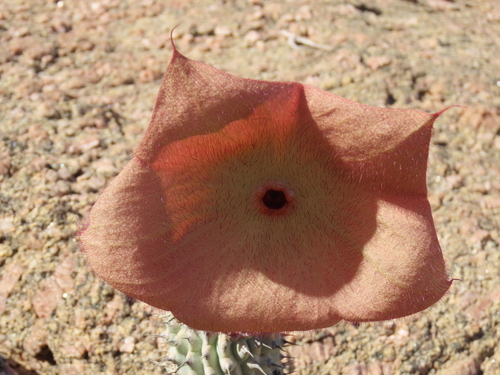 Image of Hoodia currorii by no rights reserved