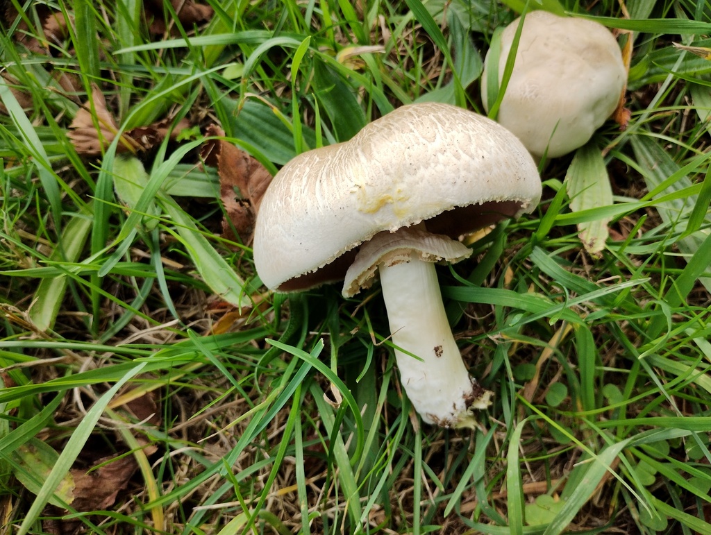 Agaricus xanthodermus · April 2025 · photo: © cygnet (iNaturalist, cc-by)