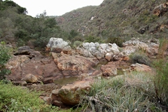 Christella gueintziana