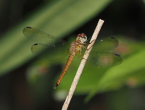 Orchithemis xanthosoma