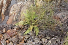 Christella gueintziana