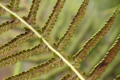 Christella gueintziana